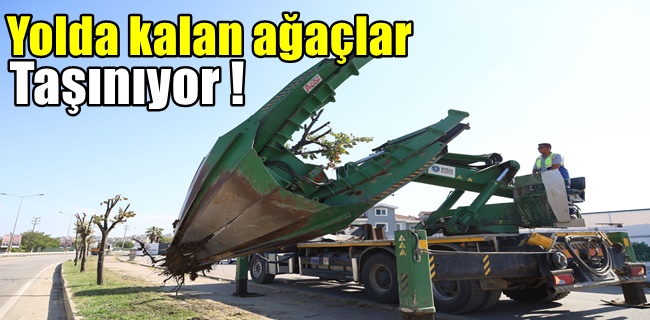 Yolda kalan ağaçlar taşınıyor