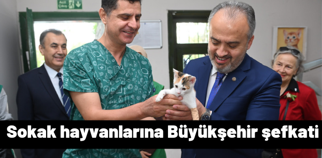 Sokak hayvanlarına Büyükşehir şefkati