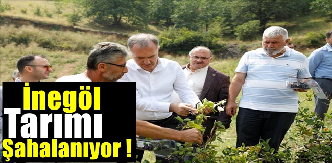 İnegöl Tarımı Şahlanıyor