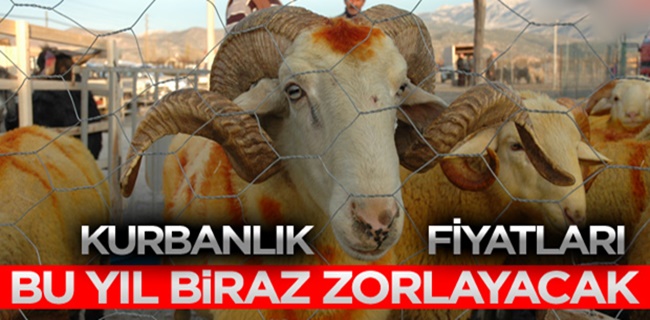 Kurban Fiyatları Belli Oldu