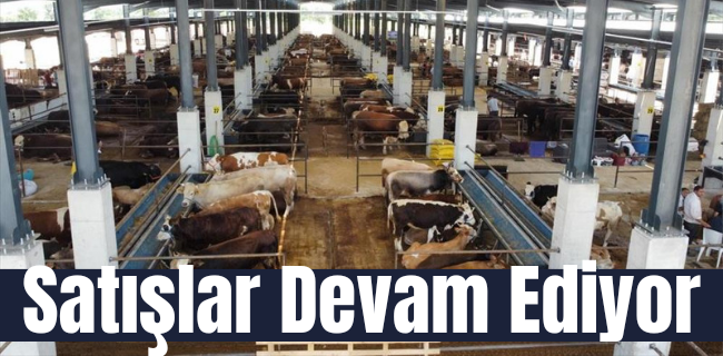İnegöl Hayvan Pazarında Kotra Satışı Devam Ediyor
