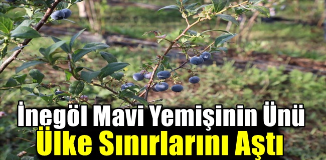 İnegöl Mavi Yemişinin Ünü Ülke Sınırlarını Aştı