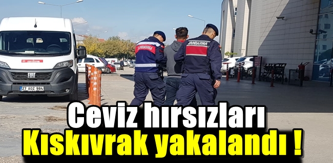 Ceviz hırsızları kıskıvrak yakalandı !