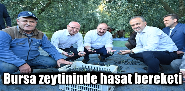 Bursa zeytininde hasat bereketi