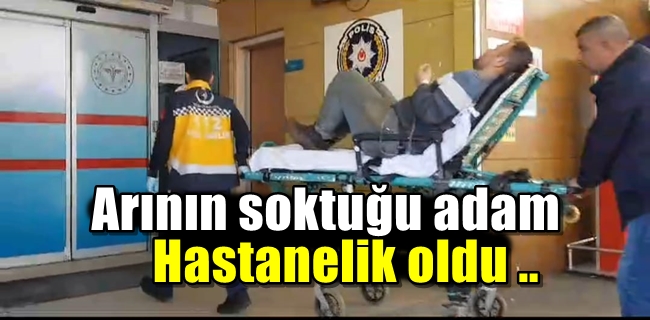Arı ısırdı hastanelik oldu !
