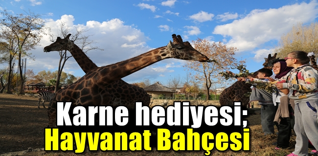 Karne hediyesi; Hayvanat Bahçesi